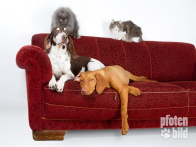 Katzen und Hunde auf dem Sofa