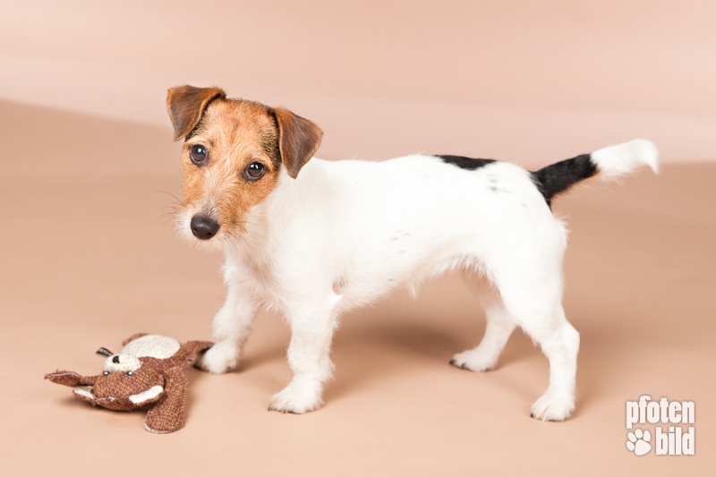 Jack Russel Hündin mit Spielzeug