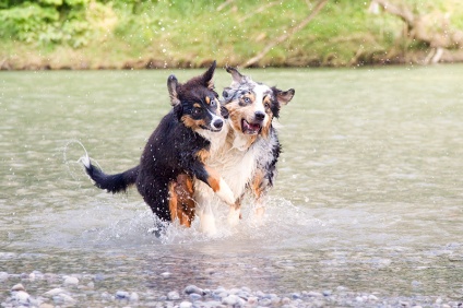 Aussie Fotoshooting Hunde München