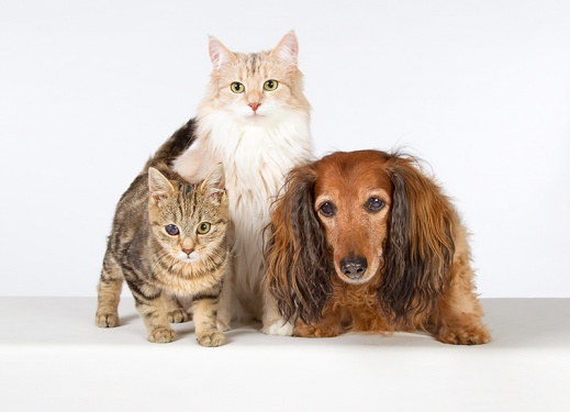 Fotoshooting mit Hund und Katze