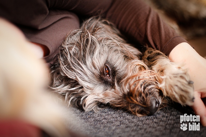 Kuscheln mit Hund