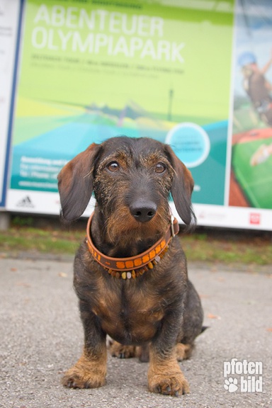 Dackelspaziergang im Olympiapark