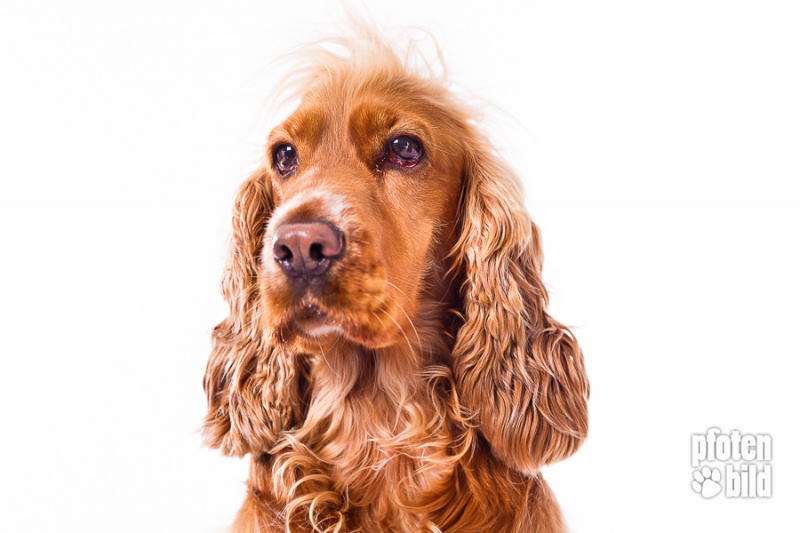 Cockerspaniel Portrait