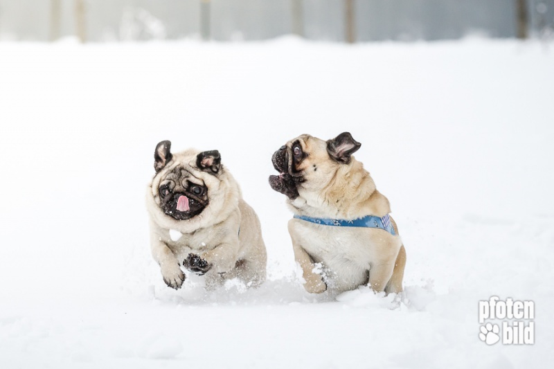 Winter Fotoshooting Hunde