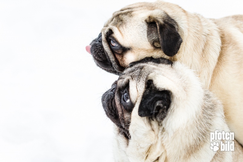 zwei Möpse im Schnee Fotoshooting