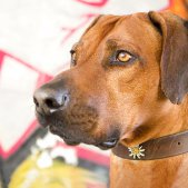 Rhodesian Ridgeback Rüde vor Graffiti