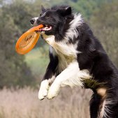 Actionfotos mit Hund