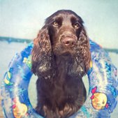 Cocker Spaniel Sommer Wasser