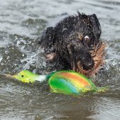 Dackel bei der Jagd