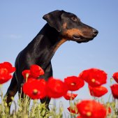 Tierfotografie München