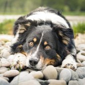 Geschenk Hundebesitzer Australian Shepherd