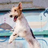 Fox Terrier im Sprung