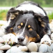 Geschenk Hundebesitzer Australian Shepherd