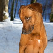 Hund im Schnee