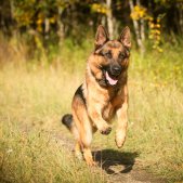 Hund_in_Bewegung_Fotoshooting