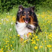 Hunde Fotoshooting im Sommer