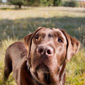 Hunde Portait