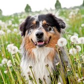 Hundefoto Löwenzahn