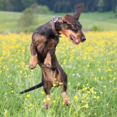 Hundefotograf München