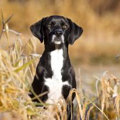 Hundefotografie an der Isar