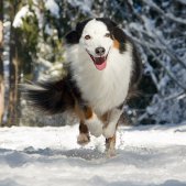 Hundefotoshooting im Winter