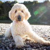 Hundeshooting an der Isar