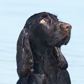 Hundeshooting im Wasser