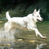 Hundeshooting Wasser