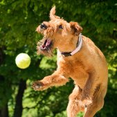 Irish Terrier im Sprung