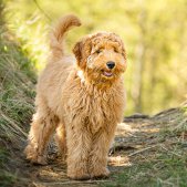 Labradoodle Hundeshooting