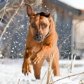 Rhodesian Ridgeback im Schnee