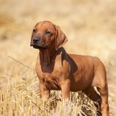 Tierfotografie Starnberg München