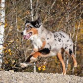 Wald Bewegung Hund Fotoshooting