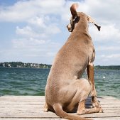 Weimaraner am See