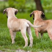 Zwei Hundewelpen