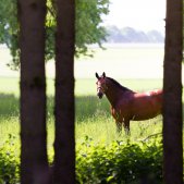 Fotoshooting mit Pferd Raum Muenchen