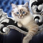 Fotoshooting Katze München