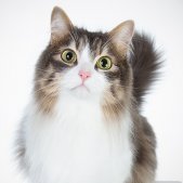 Main Coon Katze