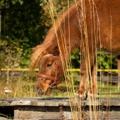 Mini-Shetlandpony