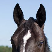 Pferdeportrait