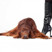 Hund und Schuhe