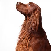 Irish Setter