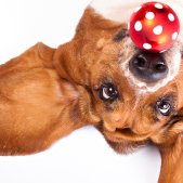 Basset Hund mit Christbaumkugel