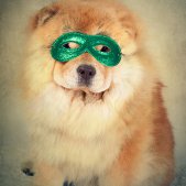 Chow Chow mit Maske