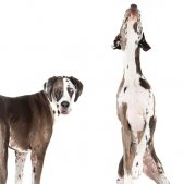 Dogge Triptychon