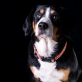 Entlebucher Schwarz