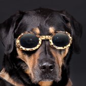 Hund mit Doggles