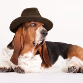 Hundefotografie Basset