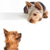 Hundefotoshooting Muenchen