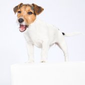 Jack Russell Terrier